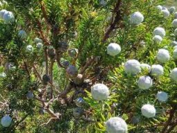 Leucadendron linifolium new and old fruiting cones